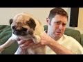 Pug poops on owner