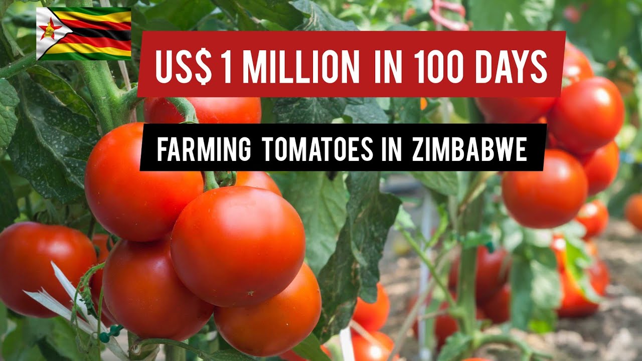 Make Millions Farming Tomatoes In Zimbabwe YouTube