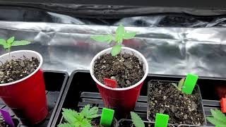 GROWHACK!🔬Get M🧫RE Females!🧬+How To Pick a MOTHER Plant👑