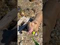 Well trained American Bully playing fetch at the lake #bulldog #americanbully #dog