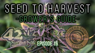 🌱 Seed to Harvest - Growers Seeds Choice & FastBuds 420 | LST Recovery Time-Lapse! - Part 16🔥