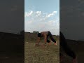 Eynho Roroba Motivation Desi Bodybuilder Gym Lover Eynho Roroba Motivation Desi Bodybuilder Gym Lover