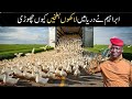 Why Did Ibrahim Release Millions of Ducks Into the River? The Shocking Truth Revealed
