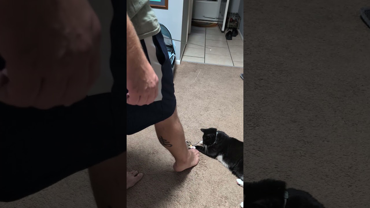 cats playing with feather toy 