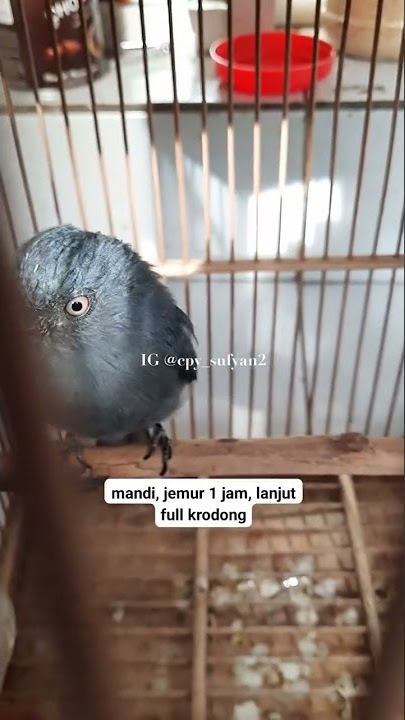 Cara menghilangkan miyik pada burung Srigunting