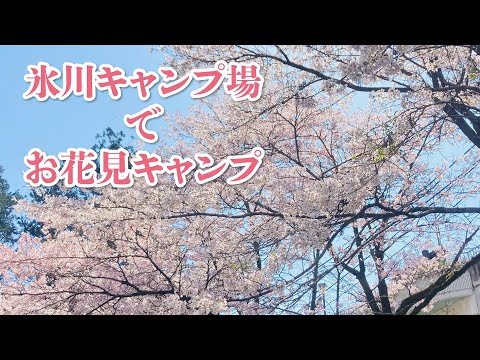 氷川キャンプ場でお花見キャンプ