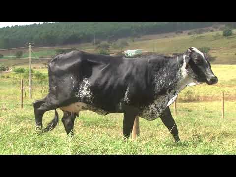 LOTE 16   3965BD   FAZENDA DIAMANTE   DIA 22 DE MAIO   14HS   REMATEWEB PLUS