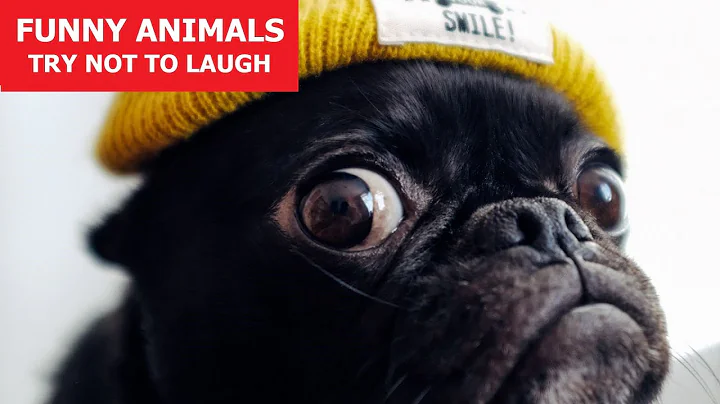 FUNNY ANIMALS #19 | Awesome Pet Videos | Fails | Reactions | Try Not To Laugh | ANIMALS FUN CLUB