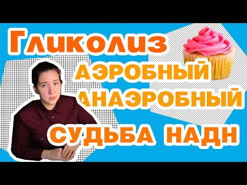 Гликолиз анаэробный/аэробный, челночные системы||медицинская биохимия