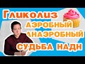 Гликолиз анаэробный/аэробный, челночные системы||медицинская биохимия