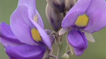 VẺ ĐẸP  HOANG SƠ HÒN ĐÁ BẠC CÀ MAU -  HON DA BAC ISLAND CA MAU VIET NAM