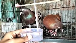 Two of my favorite pigeons. @Jashore_bd_pigeons