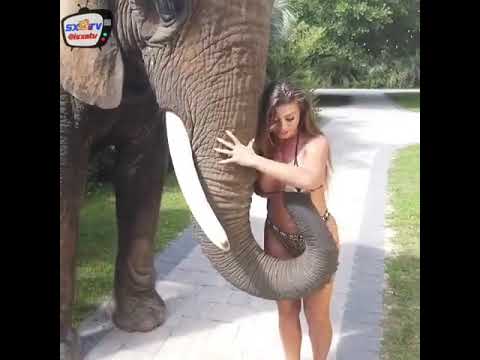 Elephant touching and feeling a woman's breast