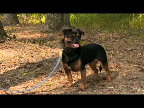 Video Best Time Ever at Pender Pet Retreat - youtube