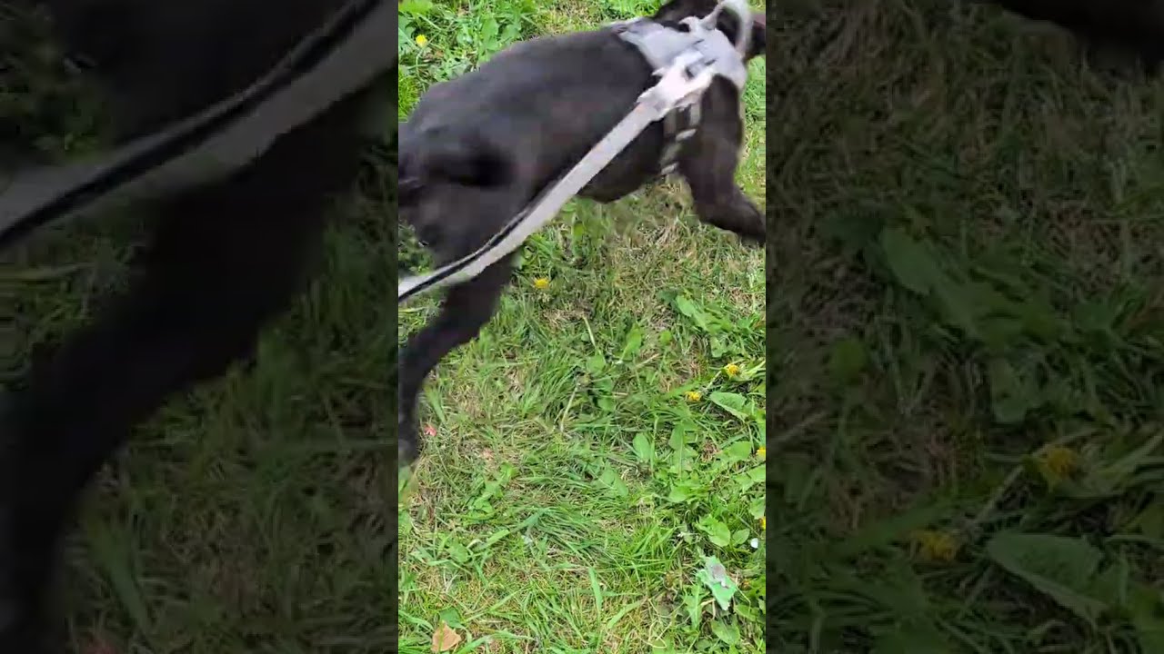 Meet Olive She Likes Chewing Stuff Shouldn T And Would Really Like You To Give Us A Follow 