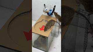 The Idea Of ​​A Homemade Mouse Trap Is Very Cool And Creative Part 2 #Rat #Rattrap #Mousetrap