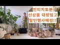 딥가든 ∣ 빈티지토분 신상품 대량입고 할인 행사 예정!! ∣ Mp3 Song
