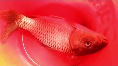 Gỏi cá chép món ăn đặc sản của người vùng cao