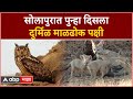 Solapur Animal : सोलापुरात पुन्हा दिसला दुर्मिळ माळढोक पक्षी, नान्नज अभयारण्यात गणनेत आढळला माळढोक