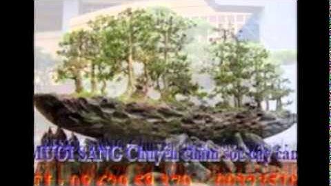 [[[0932351048.]] nhận cắt, tỉa, chăm sóc cây cảnh quận 11.tphcm