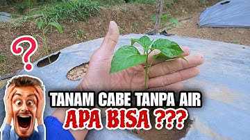 UNSUR PENTING AGAR TANAMAN CABE TETAP TUMBUH || CARA MENANAM CABE DI MUSIM KEMARAU