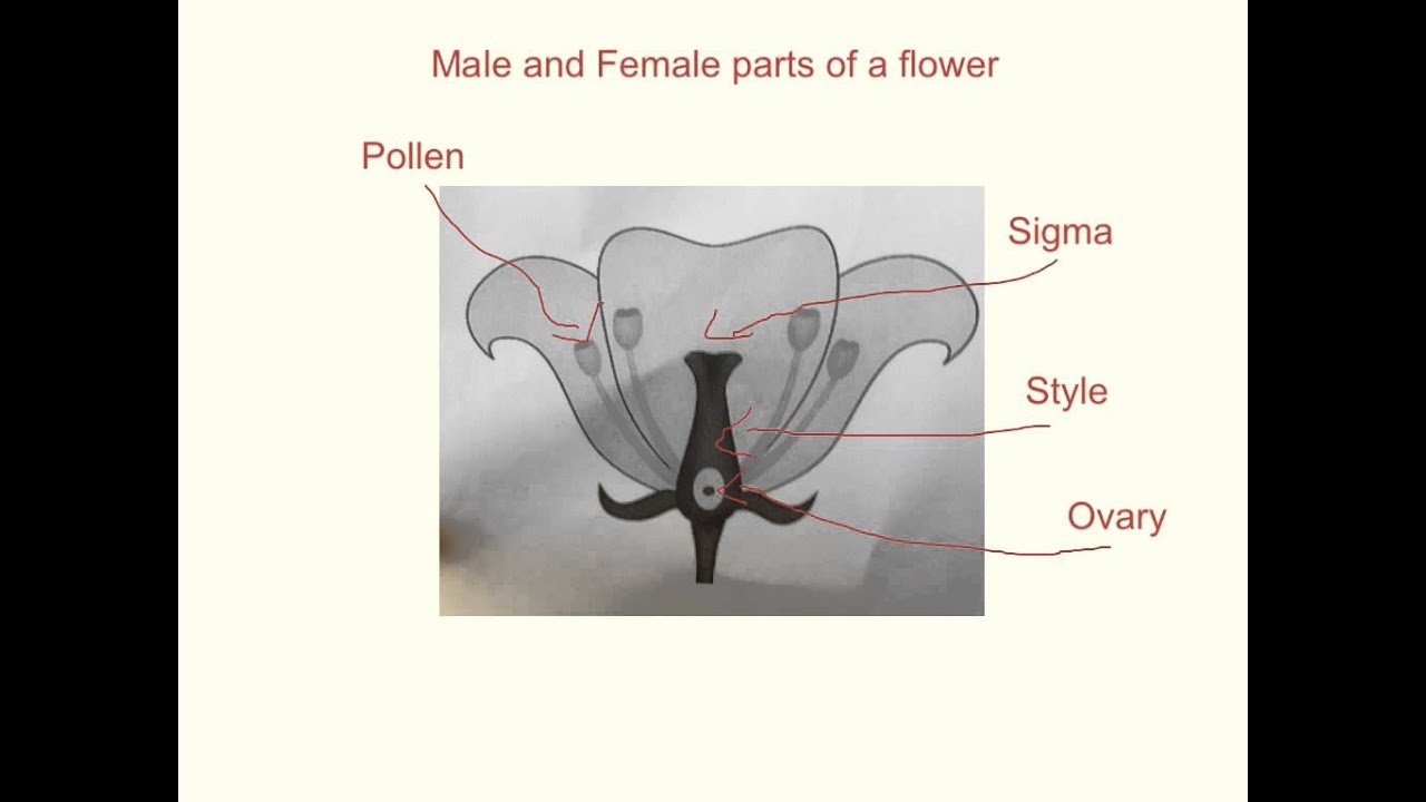 Male and Female Parts of a Plant - YouTube