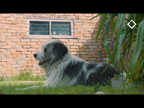 ყვარელი -ტოჩილაშვილების ოჯახი | ეთნოფორი | 09.06.2023