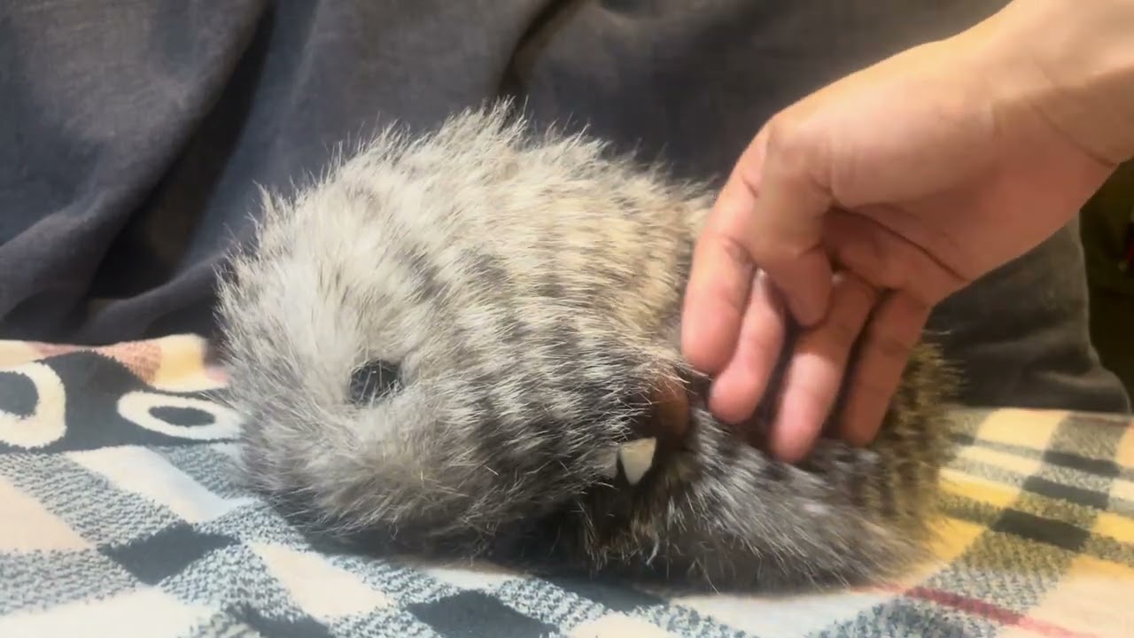 Petting my Cupboo for five mins 