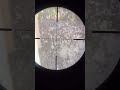 setting scope, utk longrange shoot