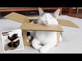 通気性抜群ボックスとはなみり。-Hana&Miri in the EBB!.-