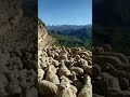 перегон овец в Дагестане