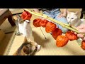 仏壇掃除してたら猫が来た