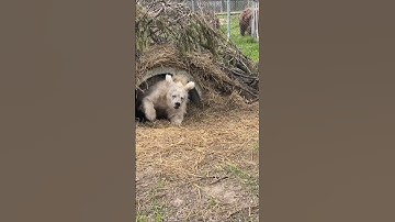 why do bears hibernate 🐻 #bear #hibernation #animal