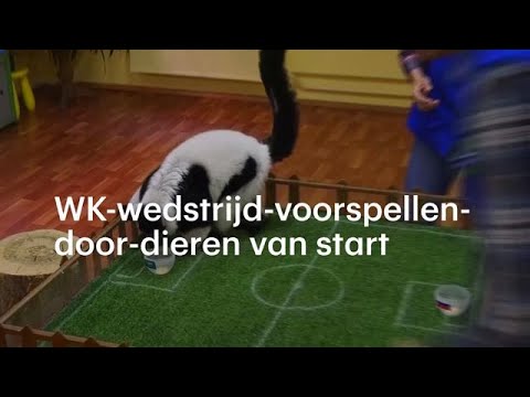 Video: Achilles De Kat Bereidt Zich Voor Op WK-voorspellingen