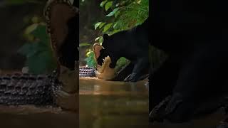 |FIGHT TO THE DEATH! Black Jaguar vs. Giant Caiman Crocodile"|Unseen Footage: Black Jaguar Ambush