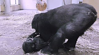 赤ちゃんゴリラキンタロウに兄ゲンタロウの手荒い洗礼【京都市動物園】