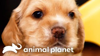 The Most Adorable Animal Moments You Need To See | Too Cute! | Animal Planet