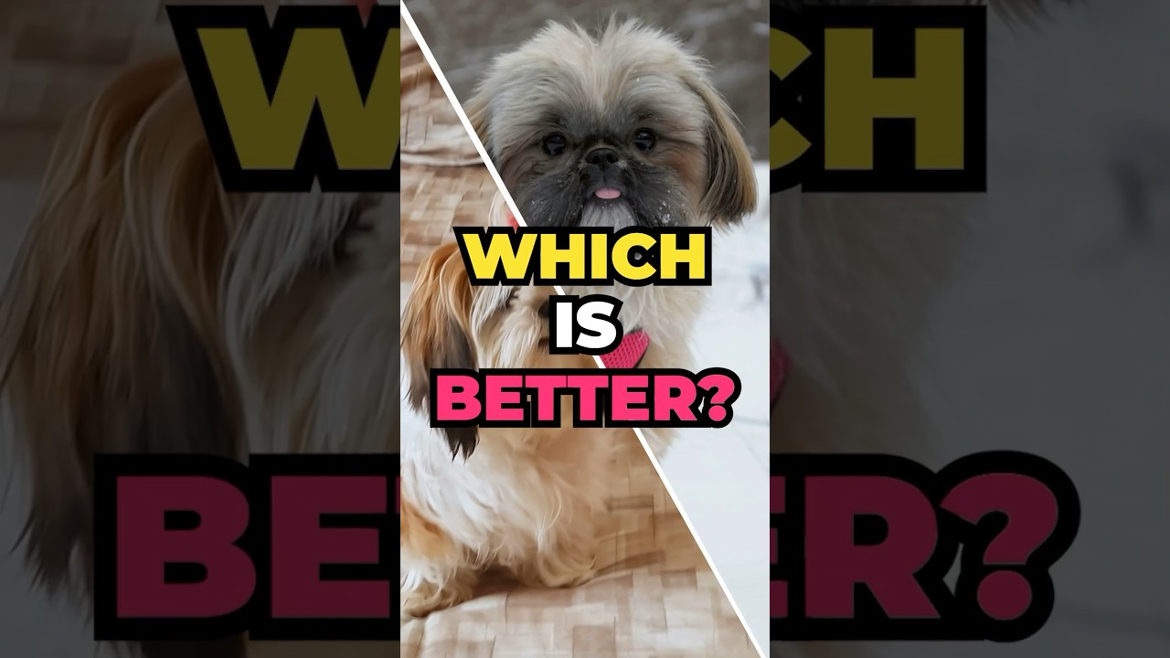 Самец или самка шу-тцу: кто лучше?