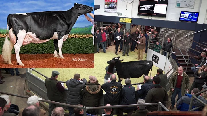 Holstein calf- 8000 at Black&White sale.Dam 3 -Thr...