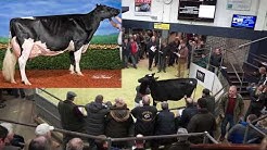 Holstein calf- 8000 at Black&White sale.Dam 3 -Thrulane James Rose EX97 2E