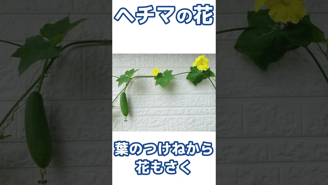 ヘチマ - YouTube