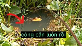 CÂU CÁ RÔ ĐỒNG,ViDeo Lấy Nhiều Nước Miếng Nhất Vào Thời Điểm Này Luôn Nè.Trung Miền Tây.T220