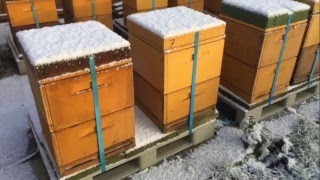 عالم النحل,الثلج والنحل, World of bees