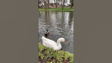 لا اله الا الله محمد رسول الله ياسر الدوسري سورة المؤمنون القرآن_الكريم السعودية ألمانيا