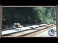 Deer Gets Hit by Train