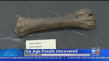 Metro Crews Uncover Mammoth, Sloth Fossils