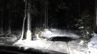 Ночная дорога через лес