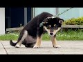 絶対に階段が嫌な柴犬 #shorts