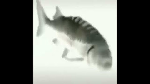 Green Day - Brain Stew