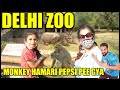 We Saw Lion in Delhi Zoo 🐯 Monkey Hamari Pepsi pee gya 😱 | Harpreet SDC